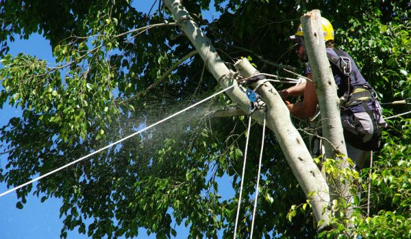 Service Élagage et Abattage d'arbre - SOLUTYS Espaces Verts, votre spécialiste des espaces verts