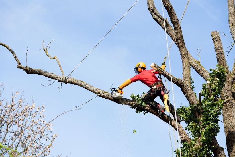 Élagage et Abattage - SOLUTYS Espaces Verts, votre spécialiste des espaces verts