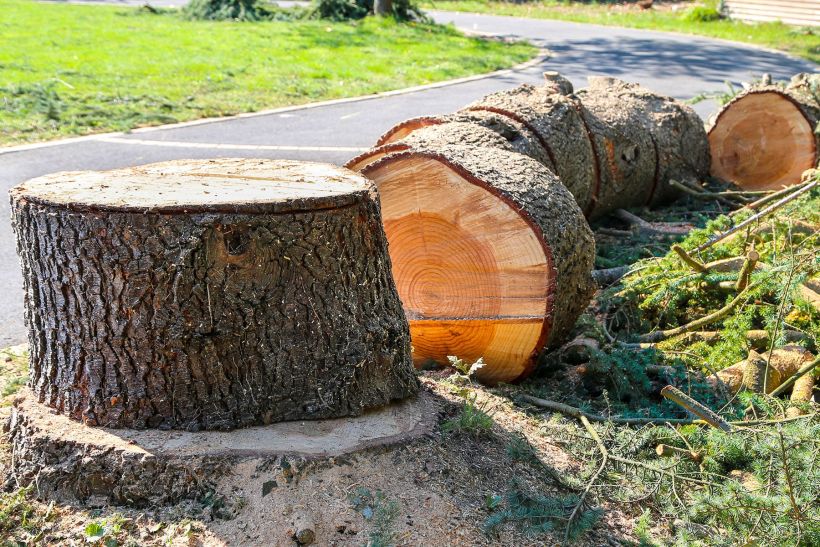 Élagage et Abattage - SOLUTYS Espaces Verts, votre spécialiste des espaces verts