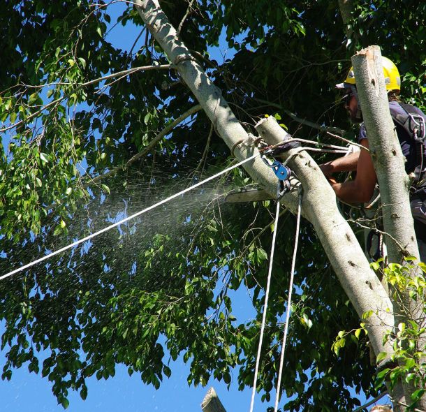 Élagage et Abattage - SOLUTYS Espaces Verts, votre spécialiste des espaces verts