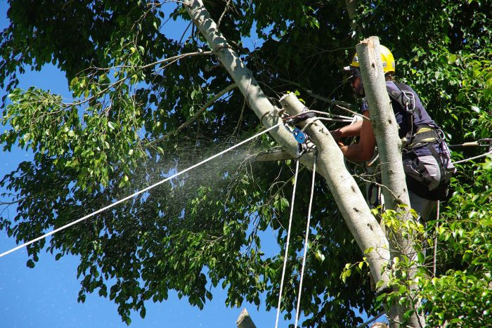 Élagage et Abattage - SOLUTYS Espaces Verts, votre spécialiste des espaces verts