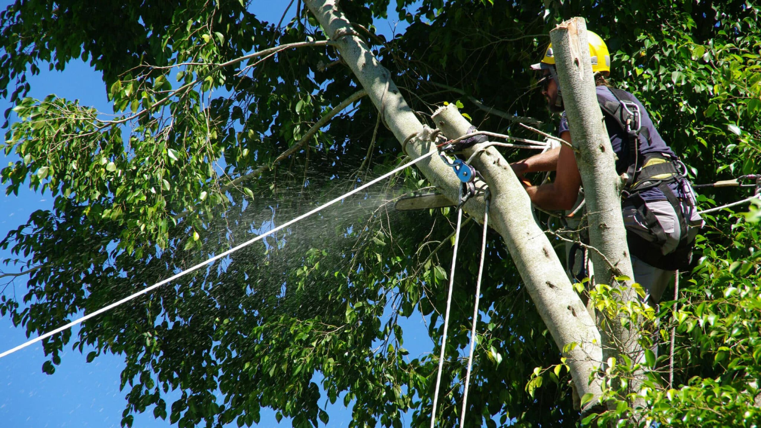 Service Élagage et Abattage d'arbre - SOLUTYS Espaces Verts, votre spécialiste des espaces verts